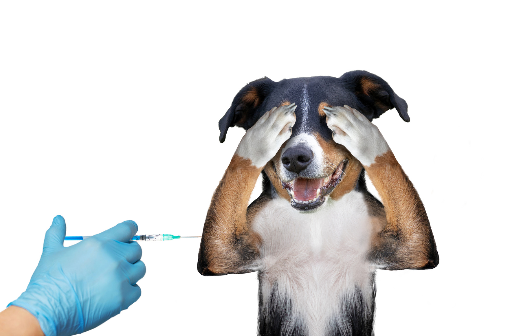 vaccinating dog