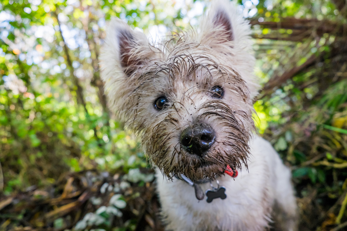 Dirty west highland terrier westie dog with muddy face outdoors in nature - portrait of head