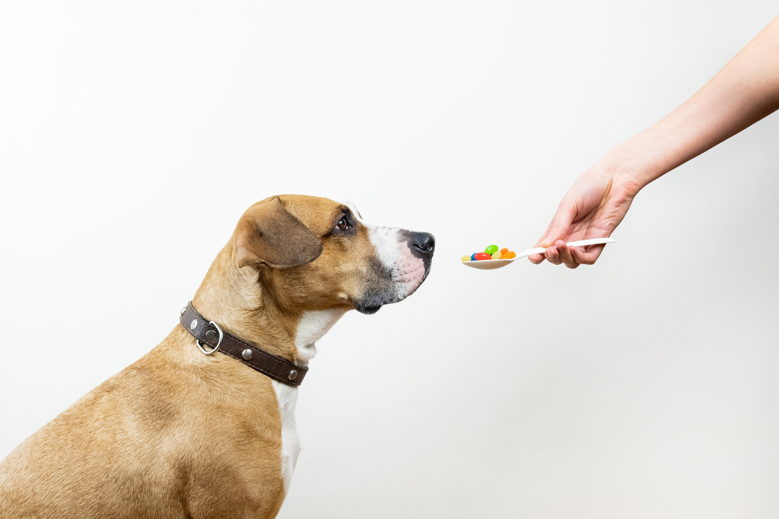 Giving  spoon with medicine pills to a dog