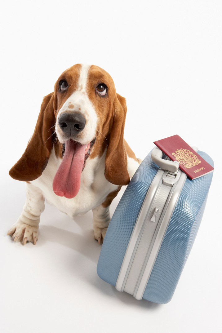 Dog with suitcase and passport